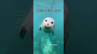 A kiss from Snowy #seal