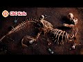 What Happened to the Dinosaurs? | CBC Kids