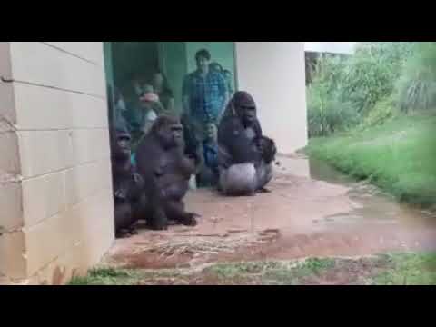 Гориллы не очень любят дождь