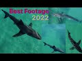 Best Great White Shark Drone Footage of 2022 (Narrated)