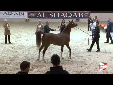 N.78 MS DUNJA - Milan 2016 - Mares 10+ years old (Class 9)