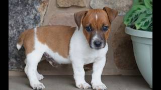 Video preview image #1 Jack Russell Terrier Puppy For Sale in EAST EARL, PA, USA