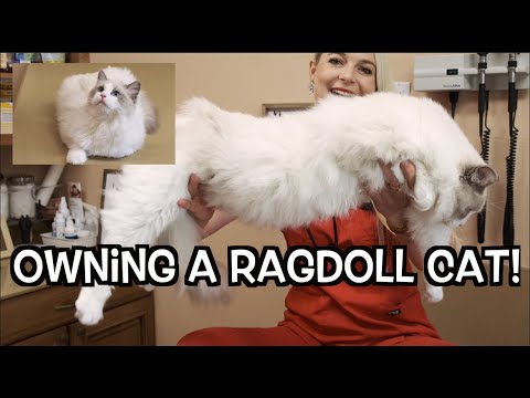 Owning a Ragdoll cat! | The most beautiful Cat Breed
