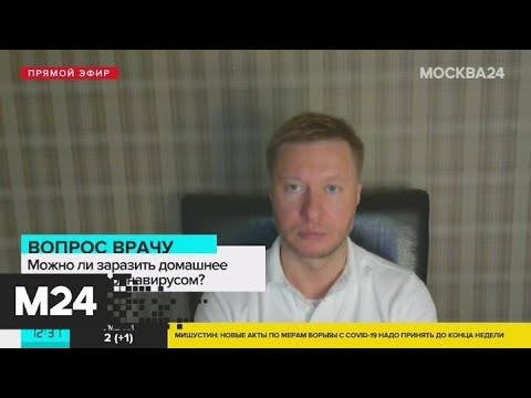 Врач рассказал, может ли домашнее животное заразиться COVID-19 - Москва 24