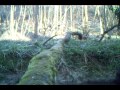 Fallow calf jumping log
