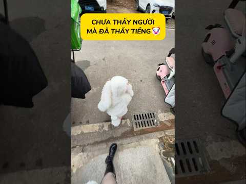 Không biết cái giọng nó giống ai nữa