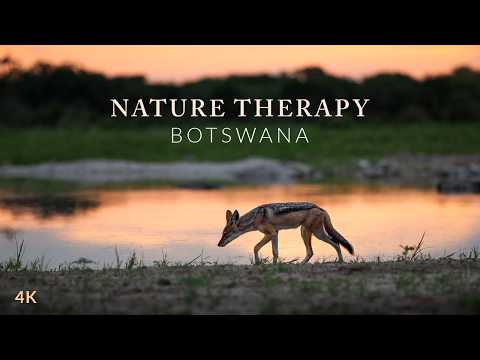 Nature Therapy: Chobe National Park, Botswana (4K)