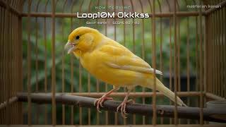 Download lagu Masteran Suara Burung Kenari 2026 🐤 | Kenari Gacor Panjang, Timbrado & Canary Song mp3