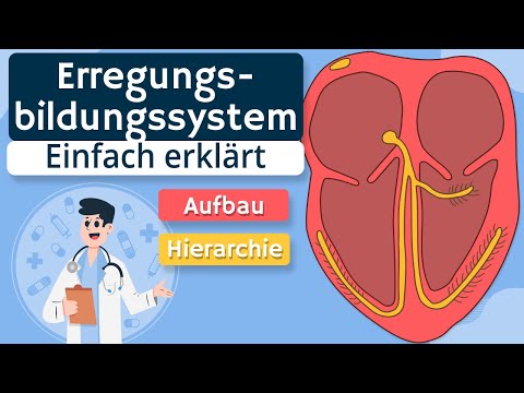 Excitation generation and conduction system of the heart - sinus node, AV node, etc. explained