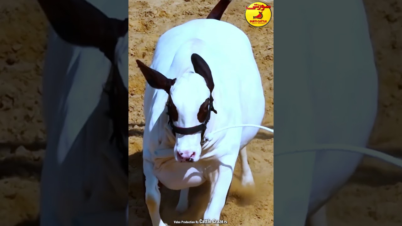 Beauty Queen Surti Cattle Farm