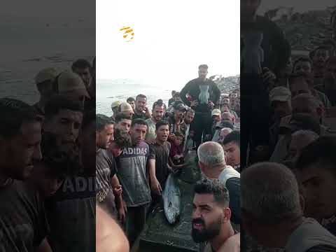 صدى نيوز | لأول مرة منذ 4 سنوات.. صيادون في غزة ينجحون في اصطياد سمكة "القلّاب"