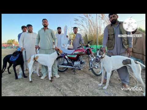 greyhounds track races film by Mian Ashiq group malakwal star become champion hetrick in Mandi.