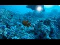 Picture taken during the dive