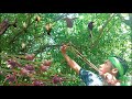 Hunting slingshot #82 - Shoot pigeons and swallows, cook for food || Thai S