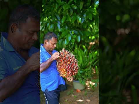 This Palm Fruit Will Change Your Mind! 🌴🤯