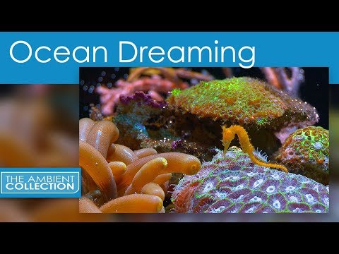 Relaxing Nature Scenes Of The Underwater - Ocean Dreaming