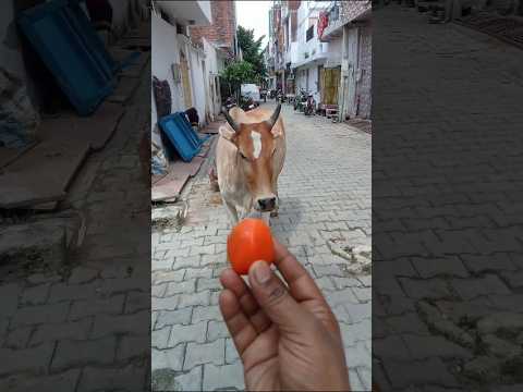 #cow #cowlover #gaumata #merigaiya #animals #viralcow#shortsfeed #shorts #youtubeshorts #gauseva