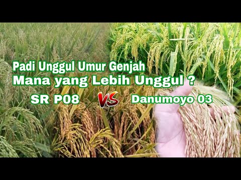 2 Superior Early Maturation Rice Varieties, SR P08 and Danumoyo 03, Which is Superior?