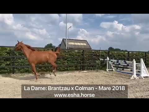 La Dame: BRANTZAU x COLMAN
