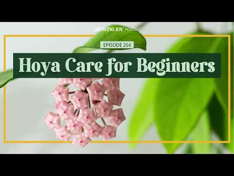 How to Care for Hoyas Indoors | EP 254 Growing Joy with Plants Pod