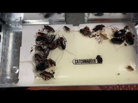 Oriental Cockroaches Found in Our Rodent Bait Stations in Matawan, NJ