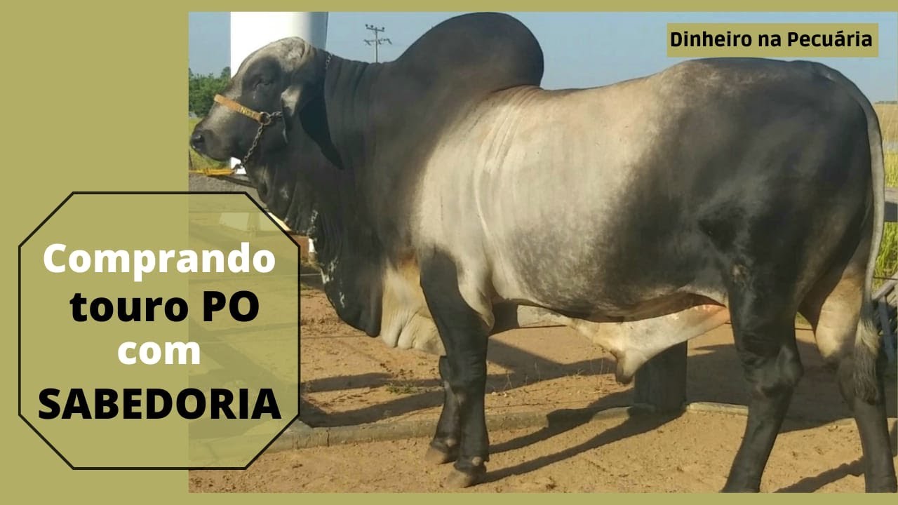O QUE DEVEMOS OLHAR EM UM TOURO PO / Raça Tabapuã. Dinheiro na Pecuária