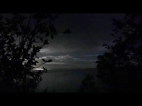 Grey-faced petrel colony Cornwallis Peninsula 180519