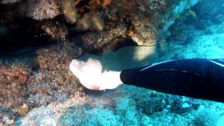 preview picture of video 'Tickling a Honeycomb Moray Eel'