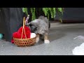 Mini Bernedoodle dogs for sale: Taylor - Video 1