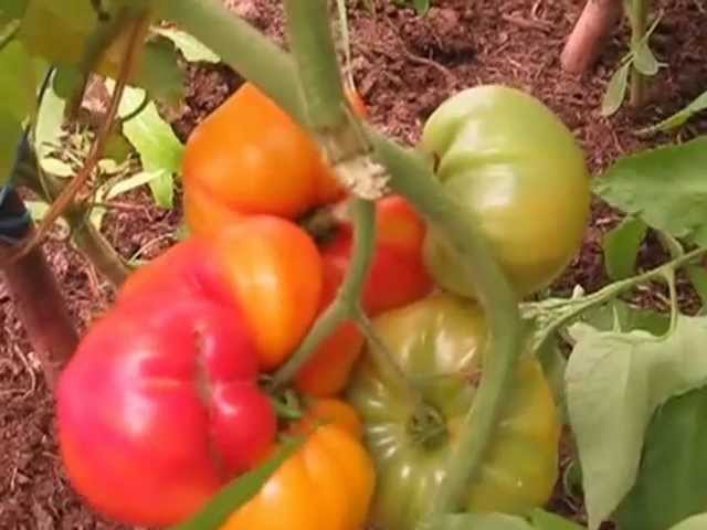 Купить Семена Томатов У Коллекционеров На 2025