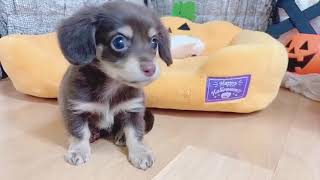 ハーフ犬の動画01