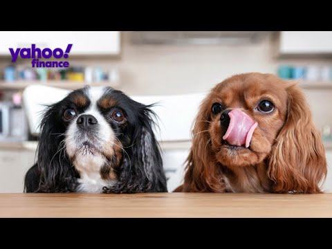 Pet owners search for pet food amid shortage