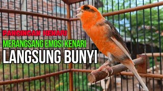 Download lagu Burung Kenari Cuit CUIT Super BUNYI, Masteran Kenari PAUD, Pancingan & Masteran Kenari MACET BUNYI mp3