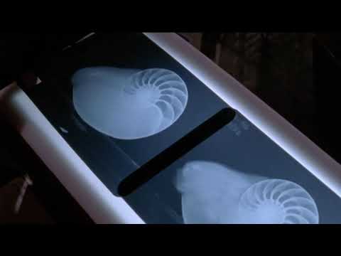 Molluscs - Nautilus Regulates Its Buoyancy