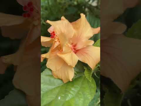 #flowers #view #flowerslowers