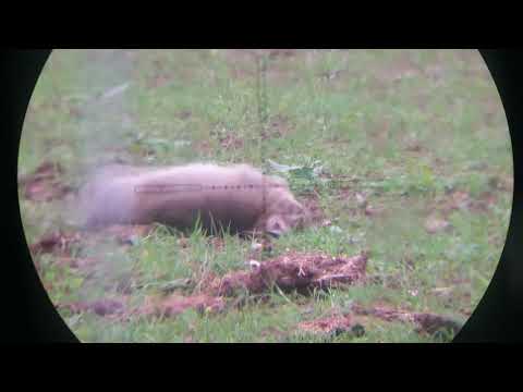 RM8 squirrels and rabbits