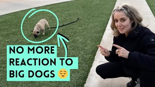 How I’m Training My Reactive Dog to Stay Calm Around Big Dogs