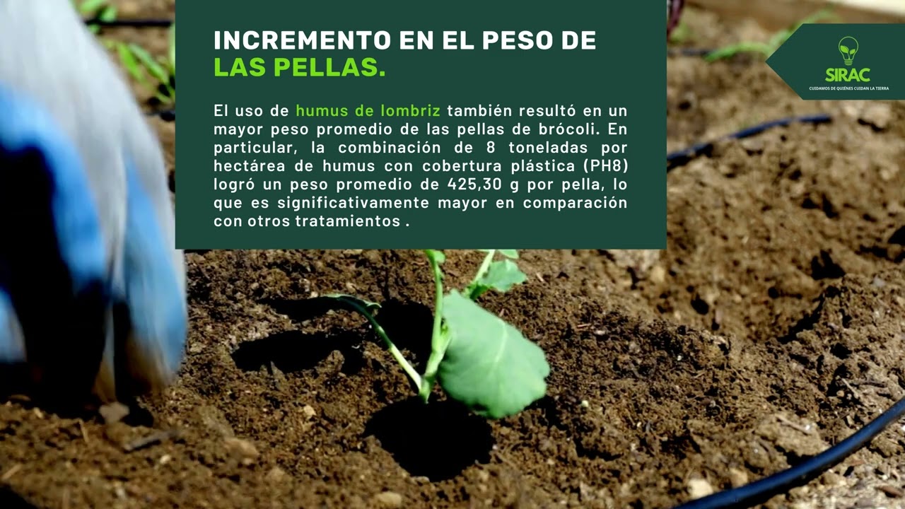 Uso del humus de lombriz - Brócoli