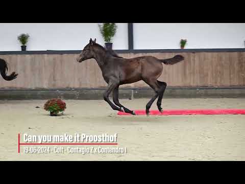 Can you Make It Proosthof