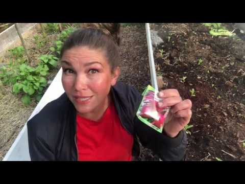 Odla Rödbetor När dags att så & 3 Knep för att Lyckas och få större Skörd