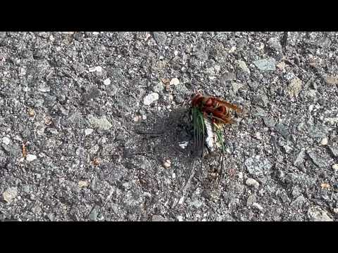 Action Shot of a Cicada Killer Wasps Paralyzing a Cicada in Neshanic Station, NJ