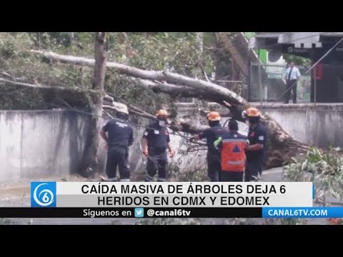 Caída masiva de árboles deja 6 heridos en la CDMX y Edomex