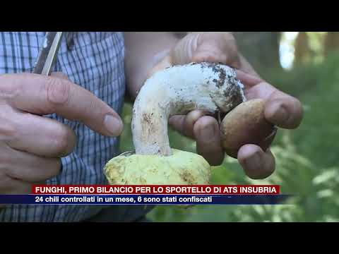 Etg - Raccolta funghi 2025: 24 chili controllati in un mese, 6 sono stati confiscati