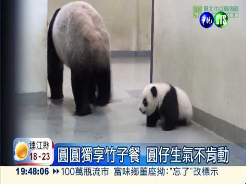 圓圓獨享竹子餐 圓仔生悶氣