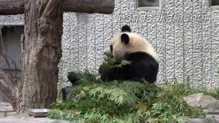 preview picture of video 'Pandas / Панда - Zoo Park in Wakayama Prefecture, Japan / Зоопарк в префектуре Вакаяма, Япония'