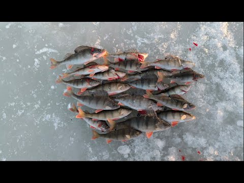 Yli 50 ahventa yhdeltä reiältä! - Ensimmäinen kerta Lumijoen Varjakassa