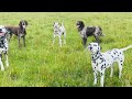 8 Dogs Playing Fetch