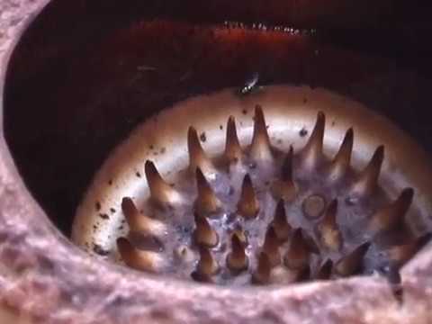 The Jungles of Borneo