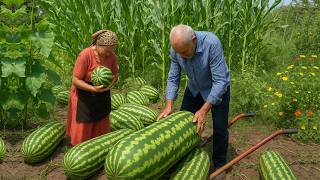 AZERBAIJAN Grandparents Harvest Watermelons in the Caucasus | Fresh Juice & Desserts #azerbaijan