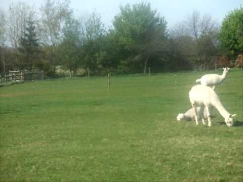 Alpaca's having a little wee